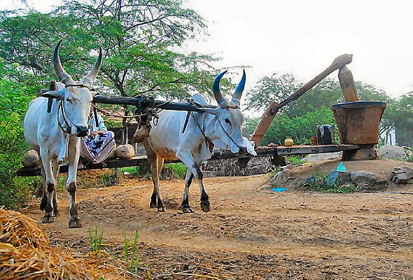 When bulls are yoked together and tied to a central post to thresh rice, they tread around that pivot without deviating from their proper positions