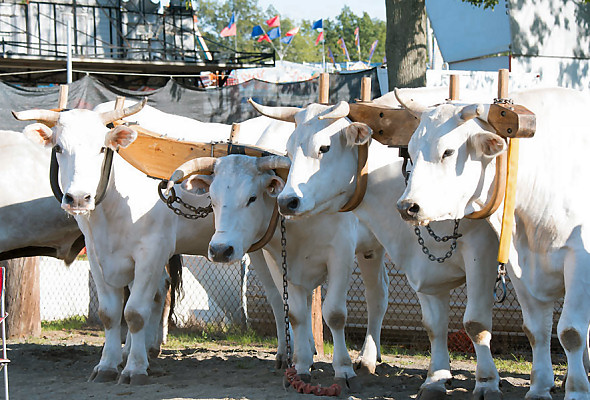 Oxen tied to a thrashing pole with a three stringed rope, move in circles around the central pole